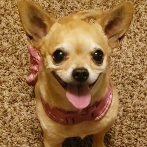 pets_calitoot picture of brown small dog