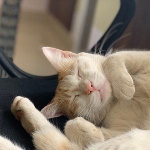 pets_lizzie