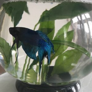 pets_peter