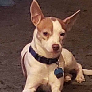 brown and white dog