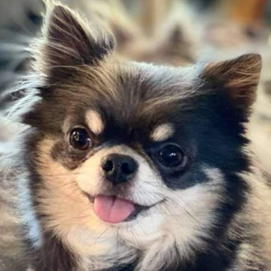 small cute dog