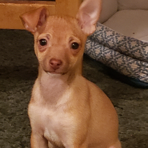 small brown dog