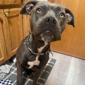 grey dog