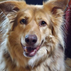 akila big brown dog