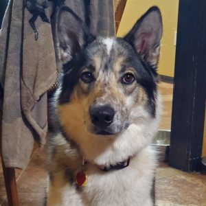 aspen multi colored dog