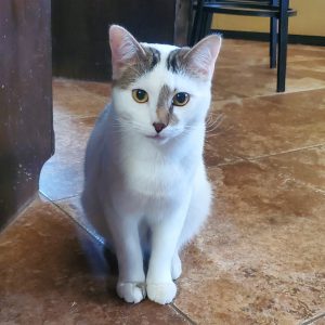 biscuits white cat