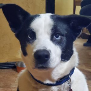 hvtke big black and white dog