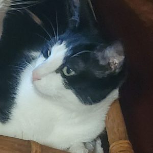 little man black and white cat