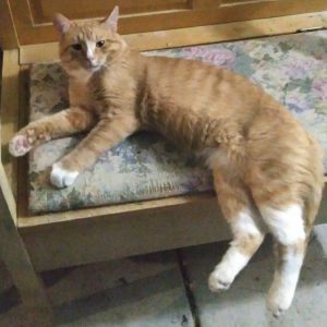 mack orange and white cat