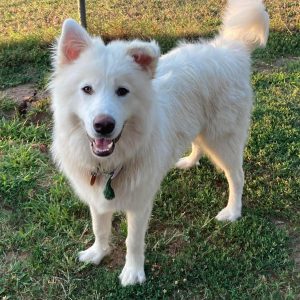 pbear big white dog