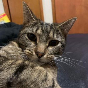 yumi brown and gray cat